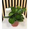 Peperomia obtusifolia