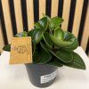 Peperomia red canyon