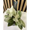 Philodendron birkin