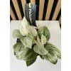 Philodendron birkin