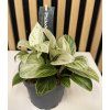 Philodendron birkin