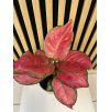 Aglaonema cherry baby