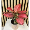 Aglaonema cherry baby