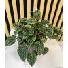 Peperomia buenos