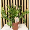 Epiphyllum anguliger