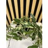 Ficus sagittata white