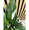 Spathiphyllum diamont cupido