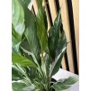 Spathiphyllum diamont cupido