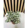 Fittonia mosaic white