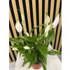 Spathiphyllum