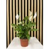 Spathiphyllum