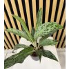 Aglaonema A