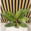 Aglaonema B