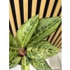 Aglaonema B