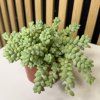 Sedum buritto