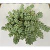 Sedum buritto