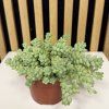 Sedum buritto