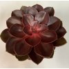 Echeveria red ruby