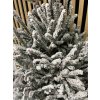 Picea omorika snow