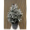 Picea omorika snow