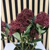 Skimmia
