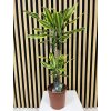 Dracena yellow coast