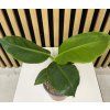 Musa dwarf caven dish