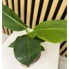 Musa dwarf caven dish