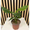 Musa dwarf caven dish