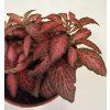 Fittonia červená