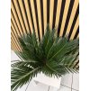 Cycas revolution