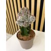 Euphorbia lactea A