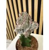 Euphorbia lactea A