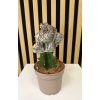 Euphorbia lactea A
