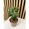 Euphorbia lactea B