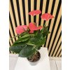 Anthurium sweet dream