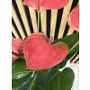 Anthurium sweet dream