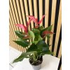 Anthurium romantico