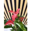 Anthurium romantico