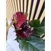 Anthurium tranquillo