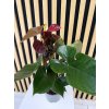 Anthurium tranquillo