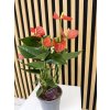 Anthurium sierra orange