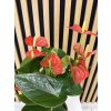 Anthurium sierra orange