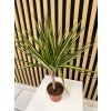 Dracena sunray