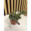 Crassula hottentot