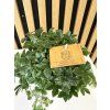 Parthenocissus inserta