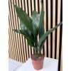 Aspidistra elatior