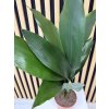 Aspidistra elatior