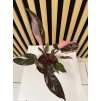 Philodendron pink princess