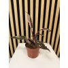 Philodendron pink princess